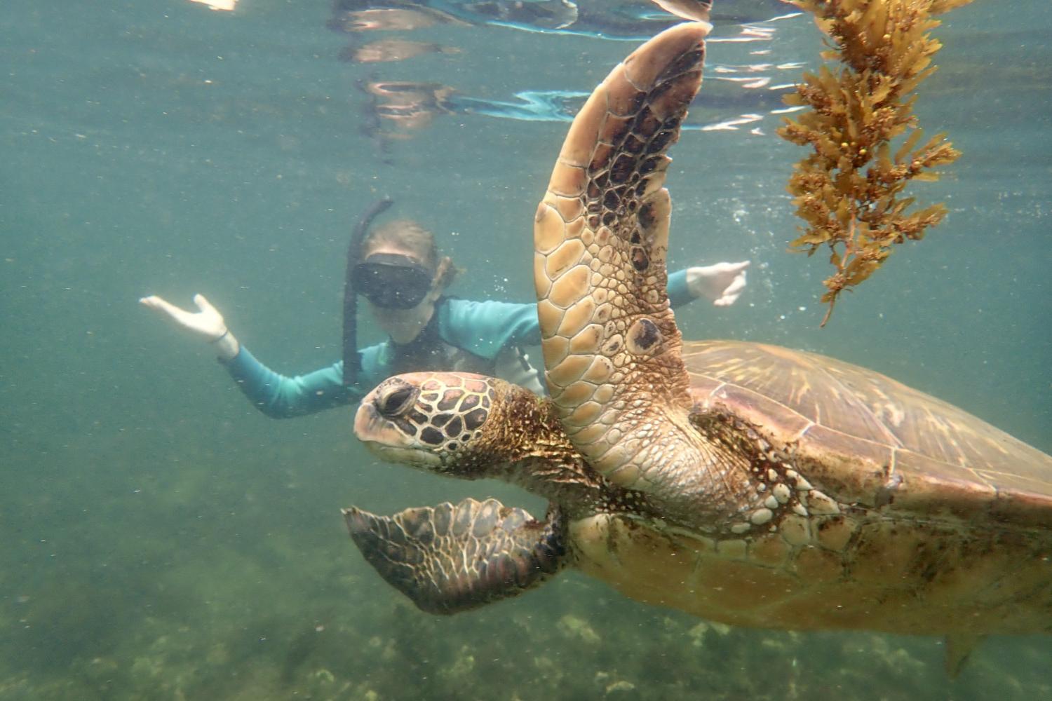 一名<a href='http://qch.gdgzlp.com/'>bv伟德ios下载</a>学生在Galápagos群岛游学途中与一只巨龟游泳.